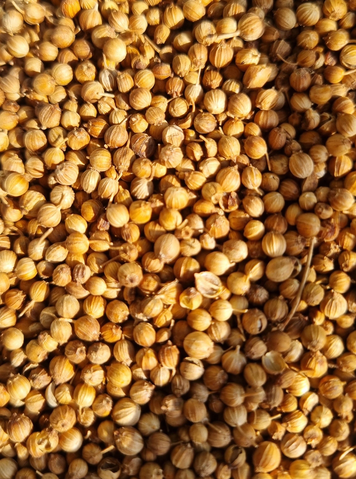 Coriander Seeds - 10g