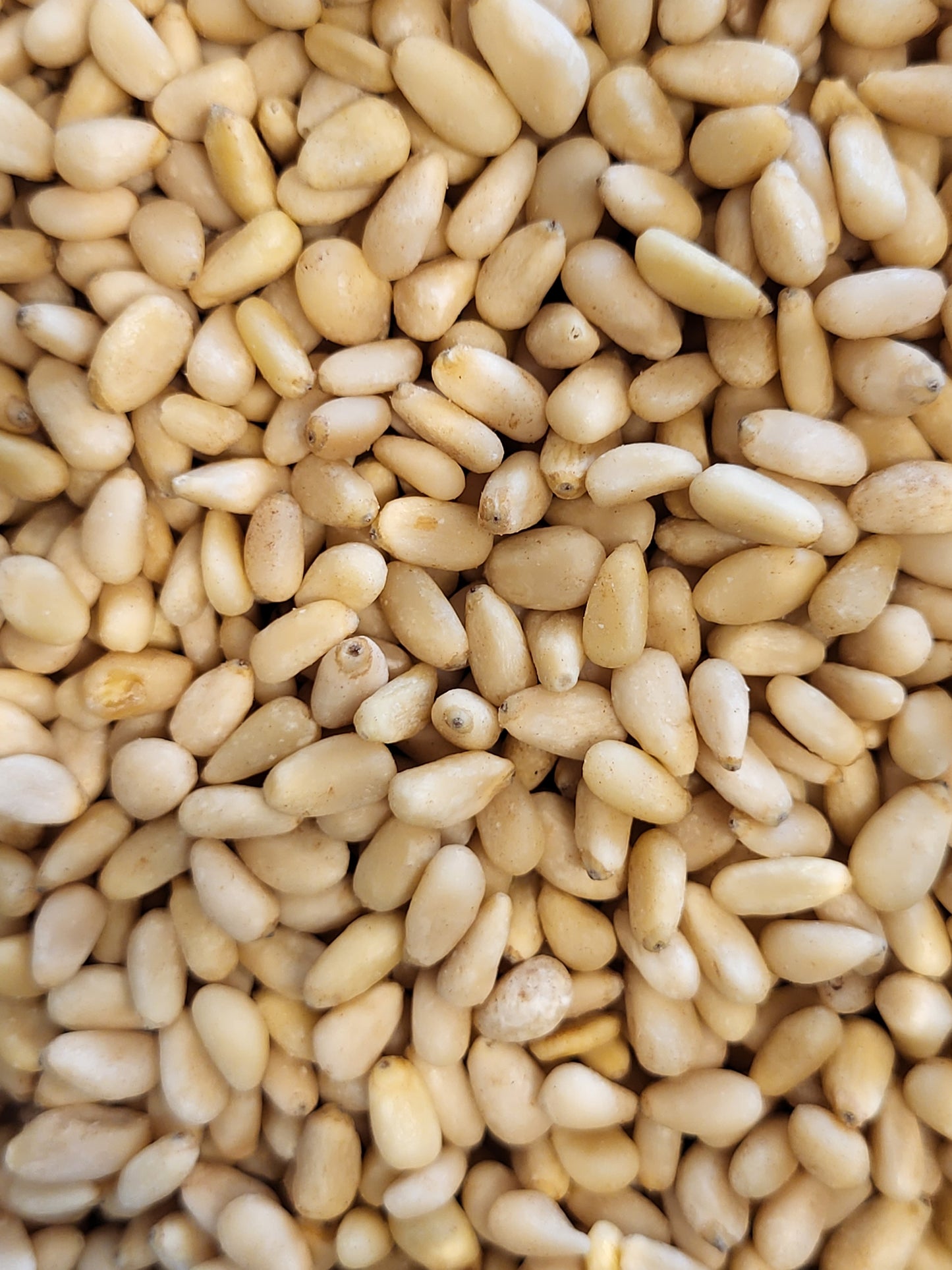 Pine Nuts - 100g