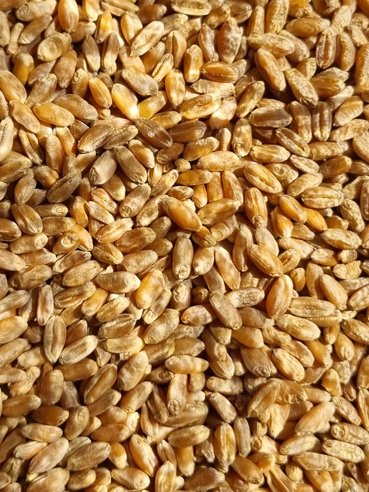 Wheat Grain - 100g