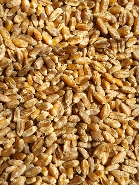 Wheat Grain - 100g