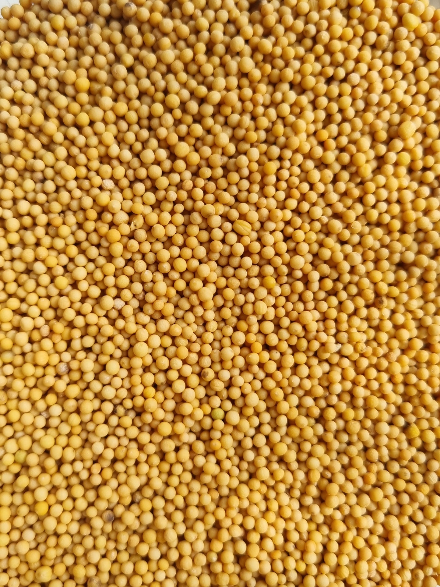 Mustard Seeds - 10g