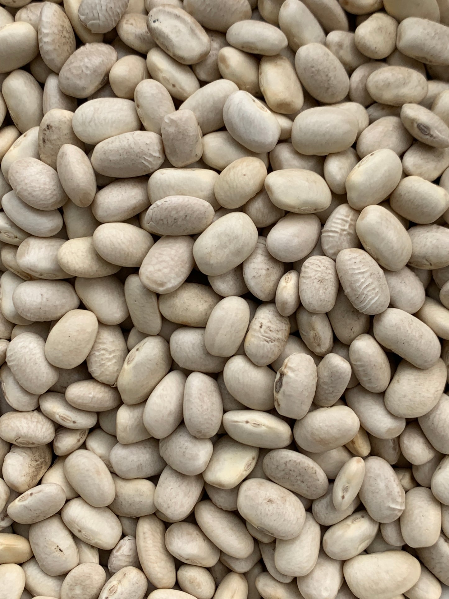 Haricot Beans - 100g